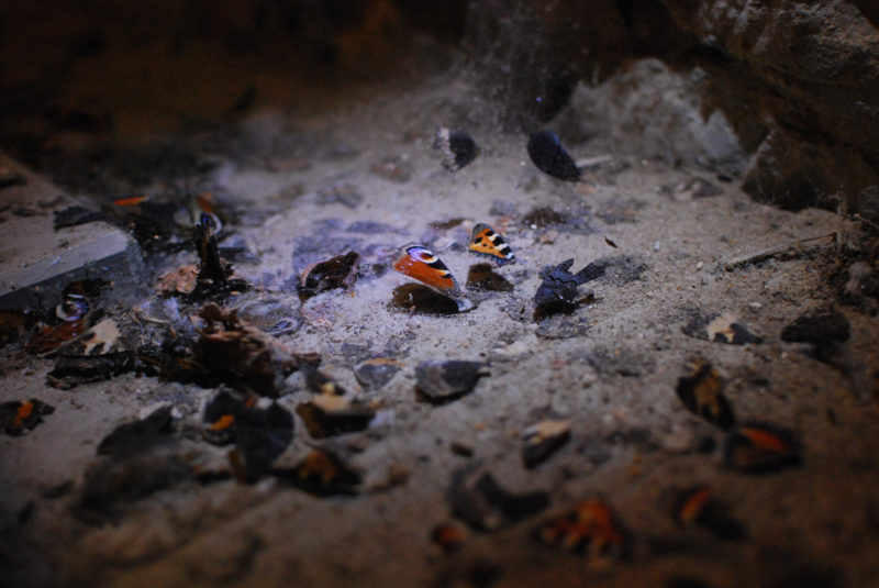 Butterfly wing