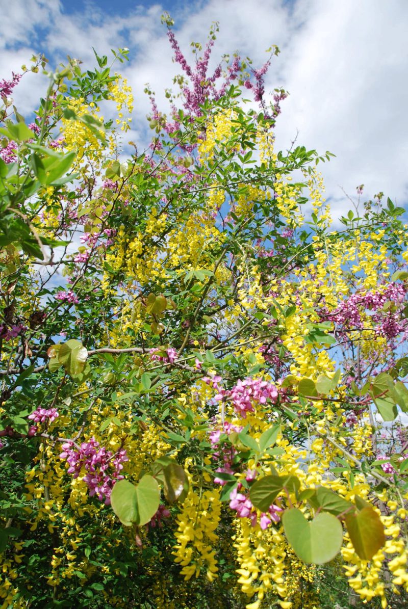 Botanical gardens